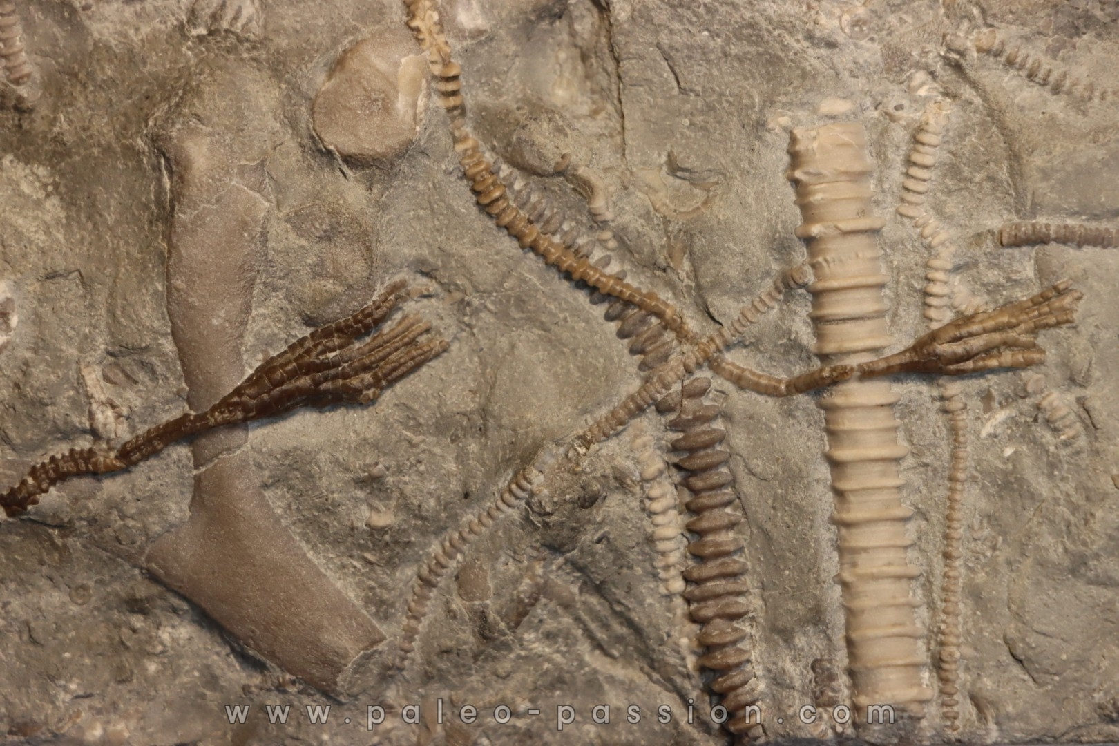 encrine: HETEROCRINUS middle ordovicien Bobcaygnon formation Simcoe, ontario, CANADA