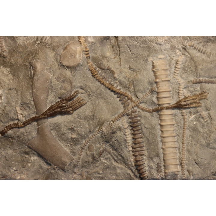 encrine:  HETEROCRINUS   middle ordovicien  Bobcaygnon formation  Simcoe, ontario, CANADA