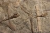 encrine: HETEROCRINUS middle ordovicien Bobcaygnon formation Simcoe, ontario, CANADA