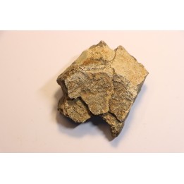 Dinosaure: fragment de collerette de TRICERATOPS HORRIDUS - Hell Creek  Fmt - crétacé sup. - Glendive County, Montana