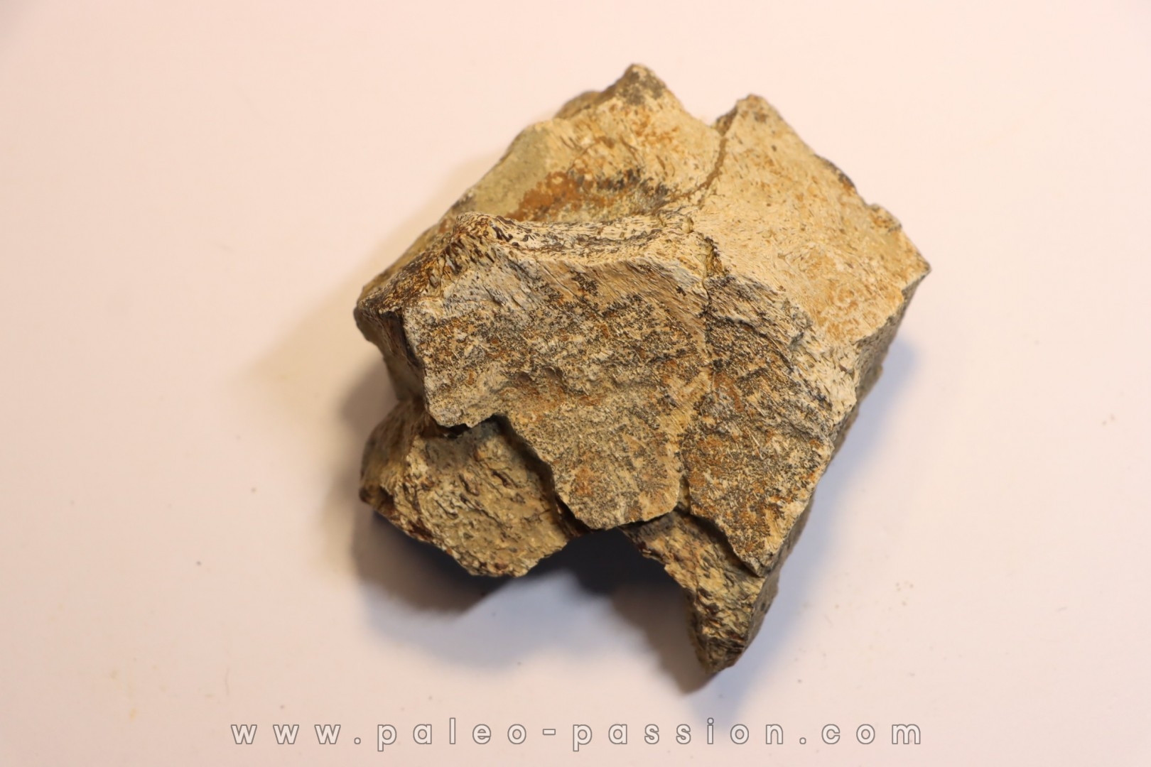 dinosaure freak: TRICERATOPS HORRIDUS