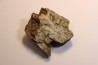 dinosaure freak: TRICERATOPS HORRIDUS