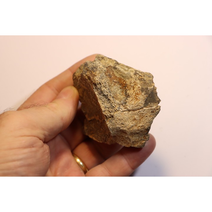dinosaure freak: TRICERATOPS HORRIDUS