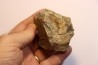 dinosaure freak: TRICERATOPS HORRIDUS
