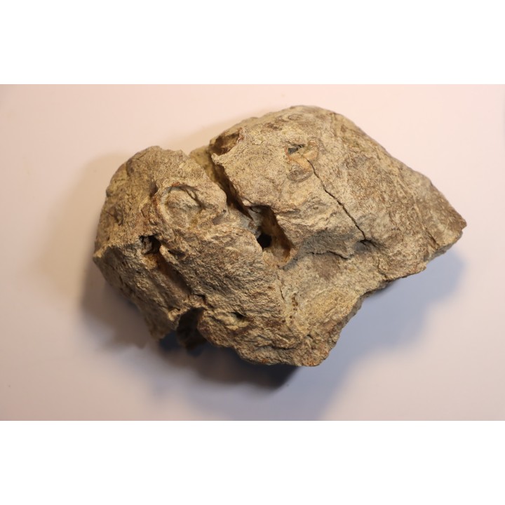 Dinosaure: fragment de collerette de TRICERATOPS HORRIDUS - Hell Creek  Fmt - crétacé sup. - Glendive County, Montana
