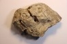 Dinosaure: fragment de collerette de TRICERATOPS HORRIDUS - Hell Creek  Fmt - crétacé sup. - Glendive County, Montana