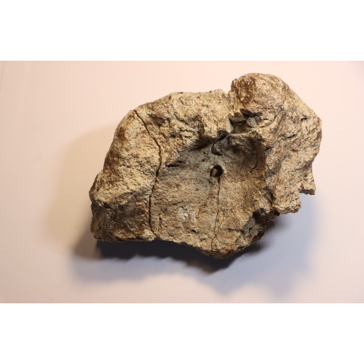 dinosaure freak: TRICERATOPS HORRIDUS
