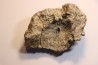 Dinosaure: fragment de collerette de TRICERATOPS HORRIDUS - Hell Creek  Fmt - crétacé sup. - Glendive County, Montana