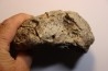 Dinosaure: fragment de collerette de TRICERATOPS HORRIDUS - Hell Creek  Fmt - crétacé sup. - Glendive County, Montana