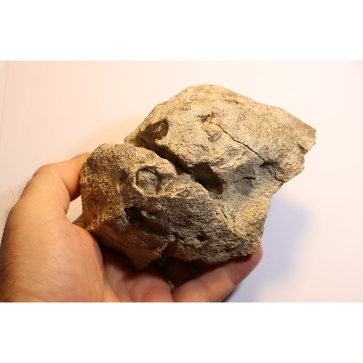 dinosaure freak: TRICERATOPS HORRIDUS