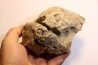 dinosaure freak: TRICERATOPS HORRIDUS