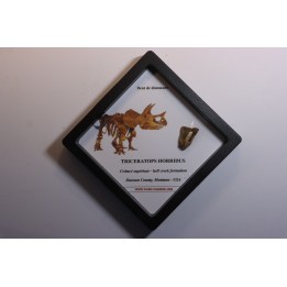 dinosaure tooth: TRICERATOPS HORRIDUS