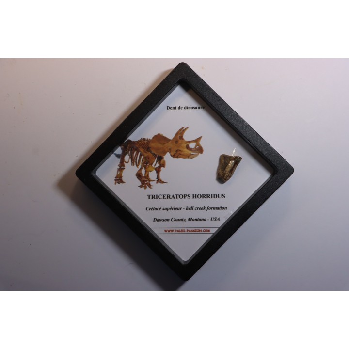 coffret dent de TRICERATOPS HORRIDUS