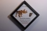 coffret dent de TRICERATOPS HORRIDUS