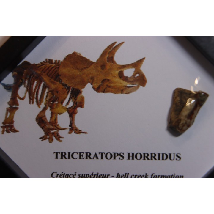 coffret dent de TRICERATOPS HORRIDUS