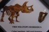 dinosaure tooth: TRICERATOPS HORRIDUS