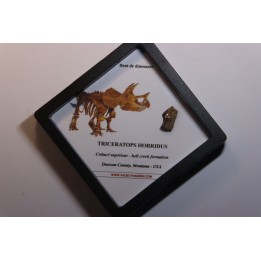 dinosaure tooth: TRICERATOPS HORRIDUS