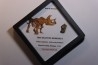 dinosaure tooth: TRICERATOPS HORRIDUS