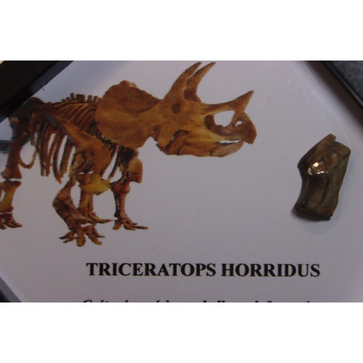 coffret dent de TRICERATOPS HORRIDUS