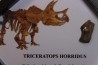 dinosaure tooth: TRICERATOPS HORRIDUS
