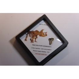 dinosaure tooth: TRICERATOPS HORRIDUS