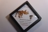 dinosaure tooth: TRICERATOPS HORRIDUS