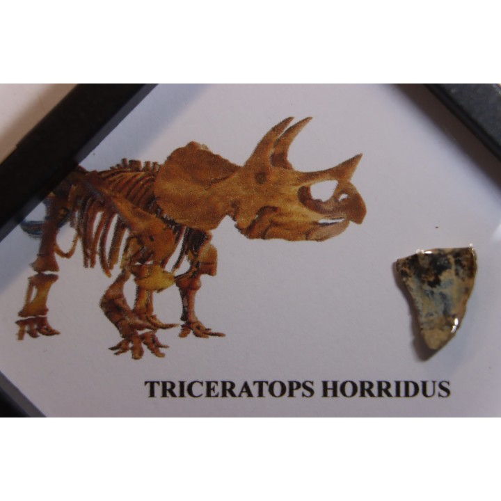 coffret dent de TRICERATOPS HORRIDUS