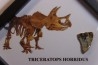 dinosaure tooth: TRICERATOPS HORRIDUS