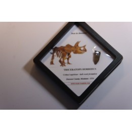 dinosaure tooth: TRICERATOPS HORRIDUS