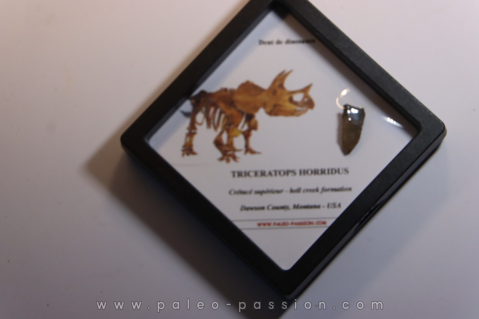 dinosaure tooth: TRICERATOPS HORRIDUS