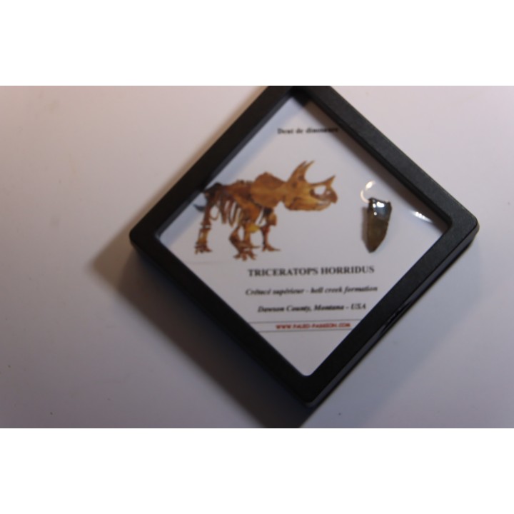 coffret dent de TRICERATOPS HORRIDUS