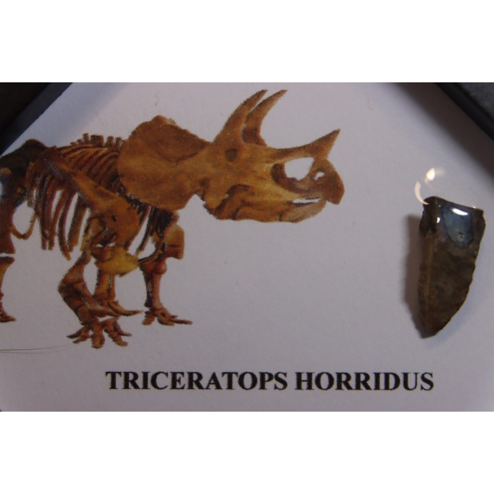 coffret dent de TRICERATOPS HORRIDUS