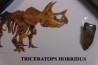 dinosaure tooth: TRICERATOPS HORRIDUS