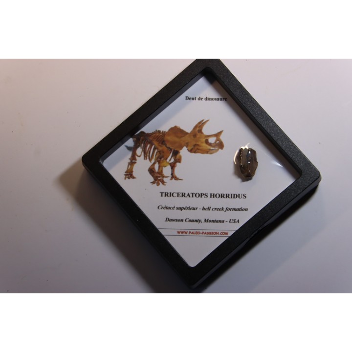coffret dent de TRICERATOPS HORRIDUS