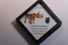 coffret dent de TRICERATOPS HORRIDUS