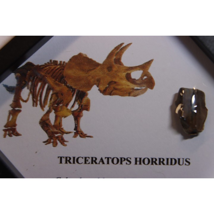 coffret dent de TRICERATOPS HORRIDUS