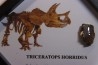 dinosaure tooth: TRICERATOPS HORRIDUS