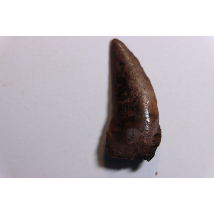 Tyrannosaure rex
