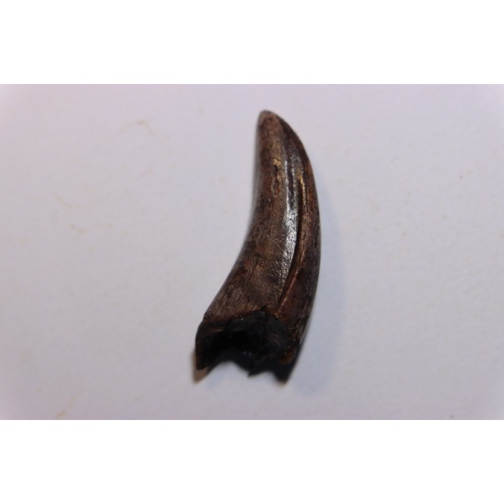 Tyrannosaure rex