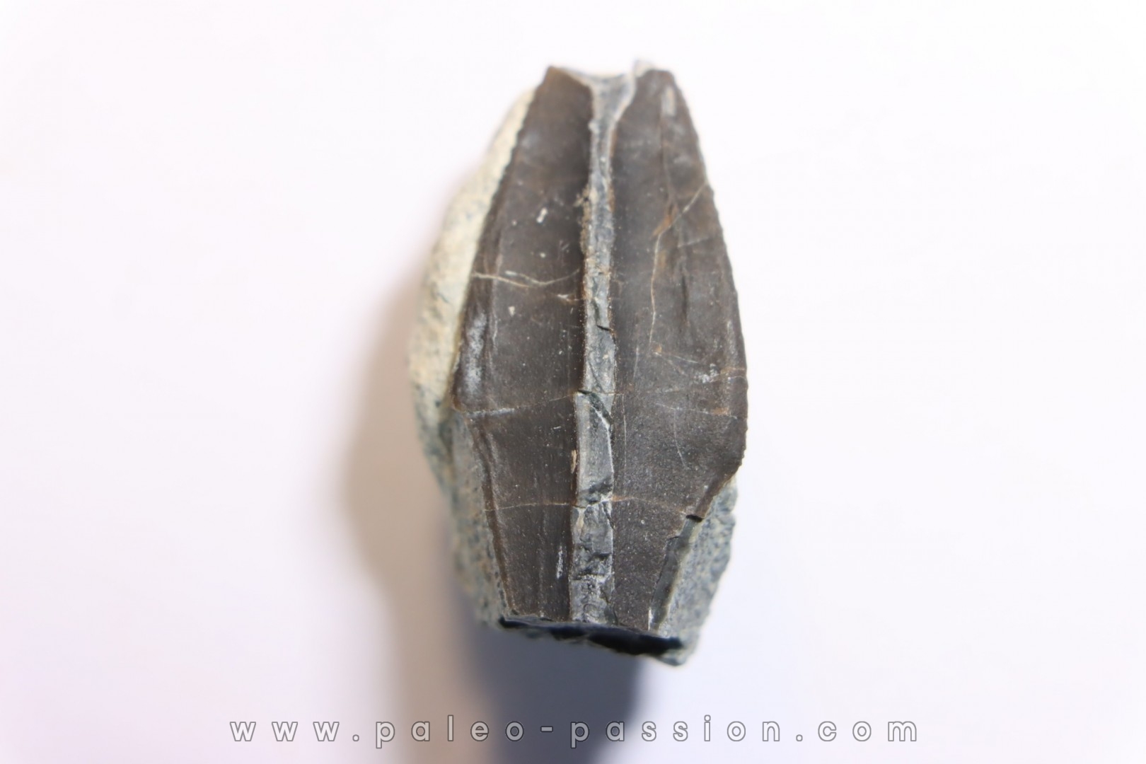dent de dinosaure à bec de canard: Maiasaura peeblesorum - crétacé inferieur - Two medicene Fmt - Glacier county, montana - USA