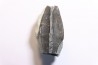 dent de dinosaure à bec de canard: Maiasaura peeblesorum - crétacé inferieur - Two medicene Fmt - Glacier county, montana - USA