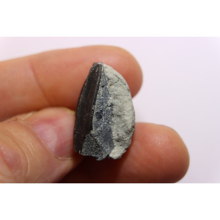 dent de dinosaure à bec de canard:  Maiasaura peeblesorum - crétacé inferieur - Two medicene Fmt - Glacier county, montana - USA