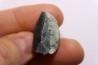 dent de dinosaure à bec de canard: Maiasaura peeblesorum - crétacé inferieur - Two medicene Fmt - Glacier county, montana - USA