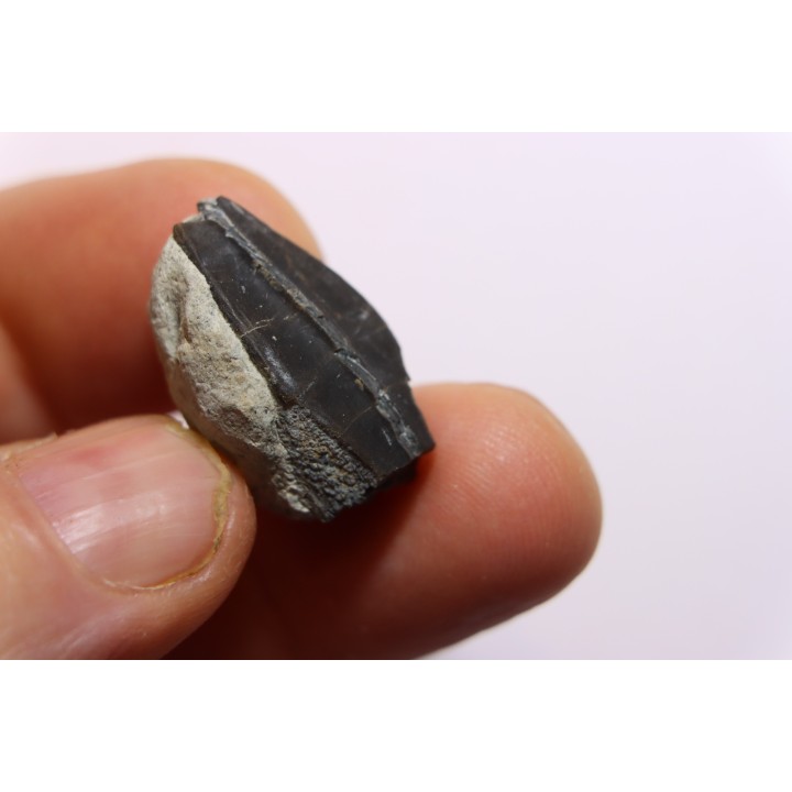 dinosaure tooth: Maiasaura peeblesorum - lower cretaceous Two medicene Fmt  Glacier county, montana - USA