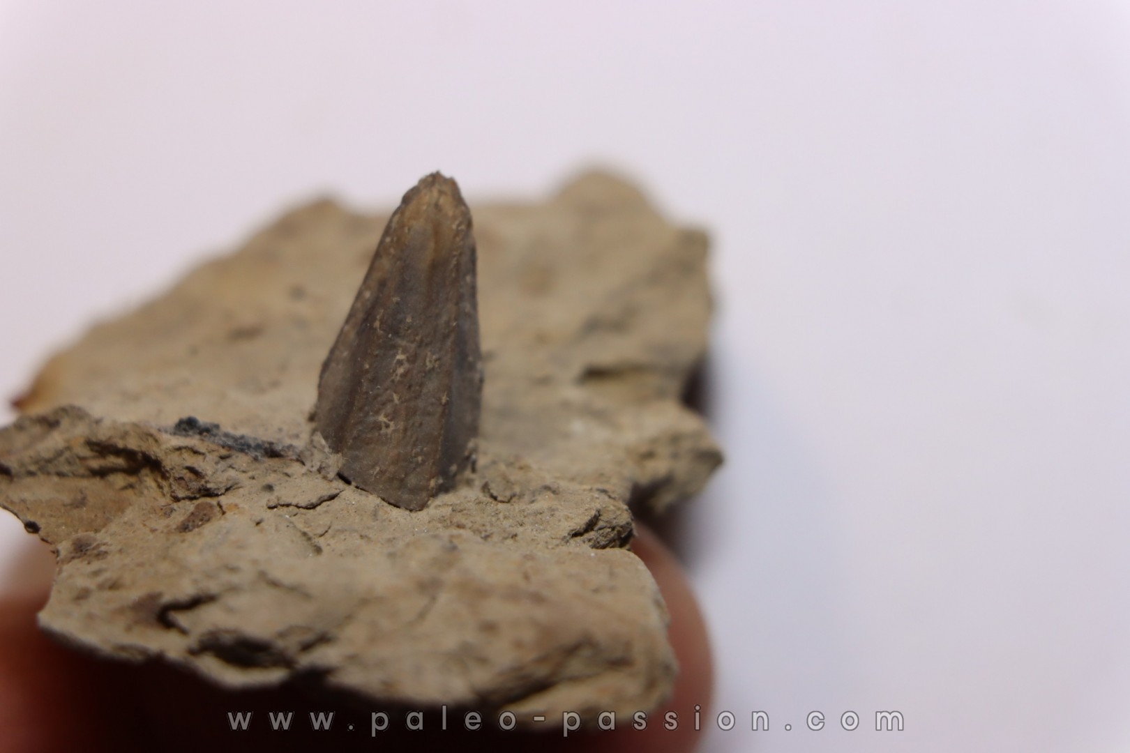 dent de dinosaure à bec de canard: HADROSAURE edmontosaurus annectens - Hell Creek Fmt - crétacé sup. - Dawson County, Montana