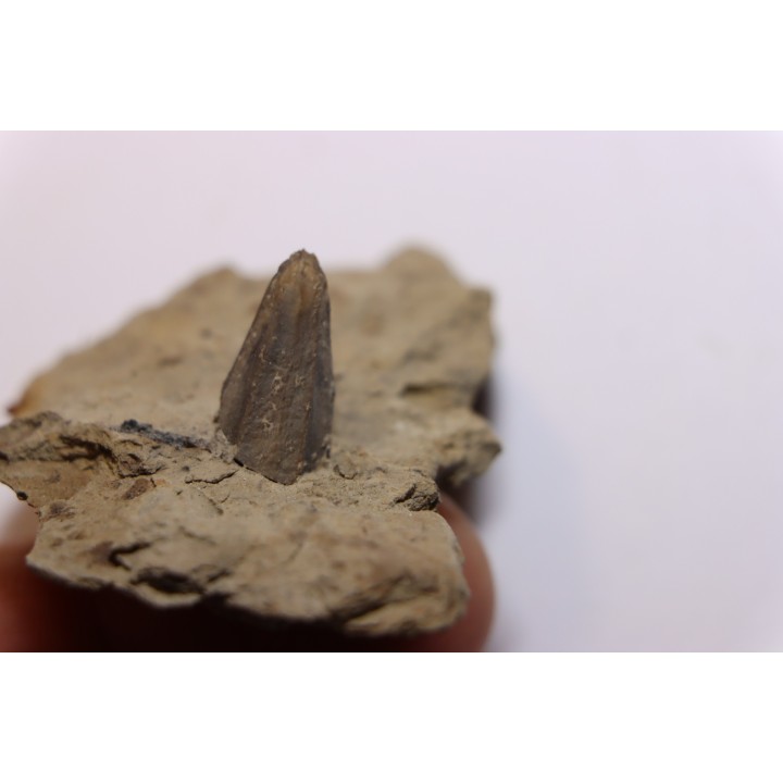 dent de dinosaure à bec de canard: HADROSAURE  edmontosaurus annectens - Hell Creek  Fmt - crétacé sup. - Dawson County, Montana