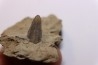 dent de dinosaure à bec de canard: HADROSAURE edmontosaurus annectens - Hell Creek Fmt - crétacé sup. - Dawson County, Montana