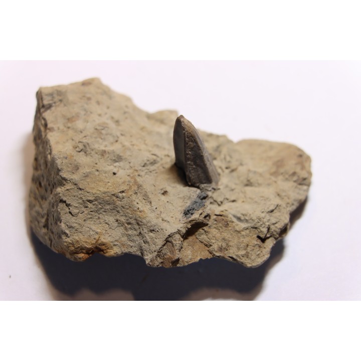 dent de dinosaure à bec de canard: HADROSAURE  edmontosaurus annectens - Hell Creek  Fmt - crétacé sup. - Dawson County, Montana