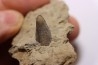 dent de dinosaure à bec de canard: HADROSAURE edmontosaurus annectens - Hell Creek Fmt - crétacé sup. - Dawson County, Montana