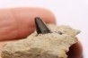 dent de dinosaure à bec de canard: HADROSAURE edmontosaurus annectens - Hell Creek Fmt - crétacé sup. - Dawson County, Montana